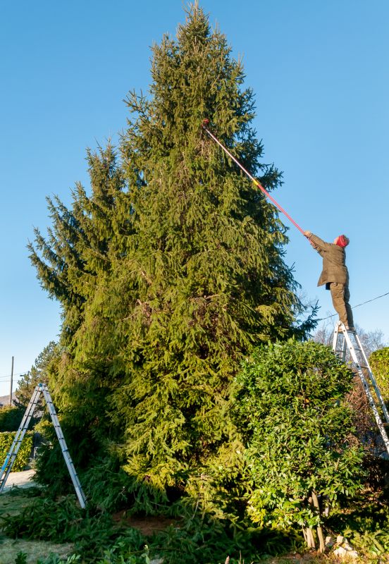 Pine Tree Trimming