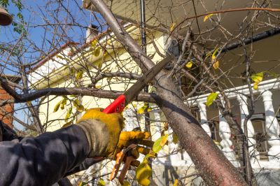 Customized Tree Care Plans