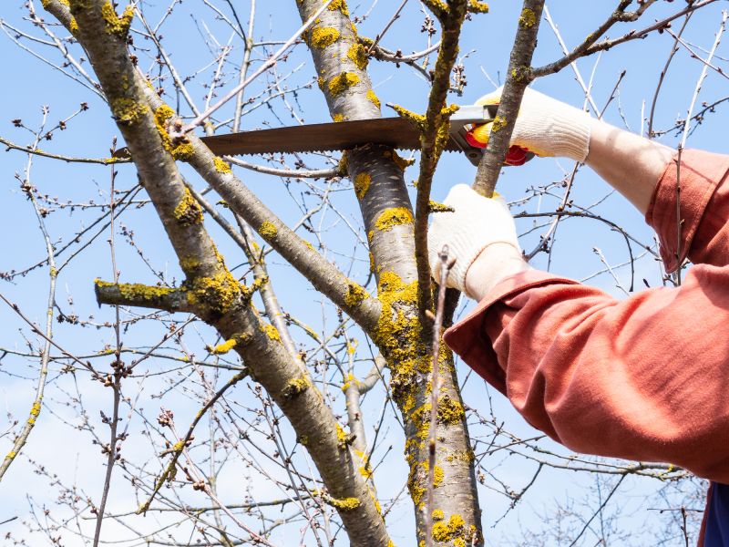 Local Gilbert Tree Services