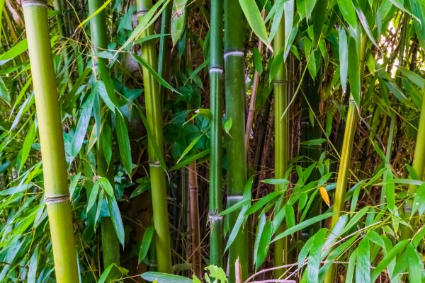 Bamboo Trimming in Gilbert