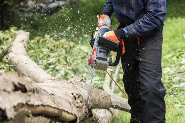 Branch Removal Service in Gilbert