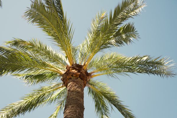 Palm Tree Pruning in Gilbert