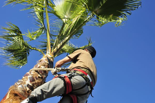 Palm Tree Trimming in Gilbert