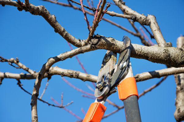 Residential Tree Service in Gilbert