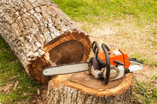 Tree Cutting Service in Gilbert