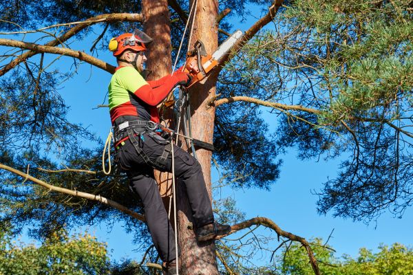 Tree Service in Gilbert