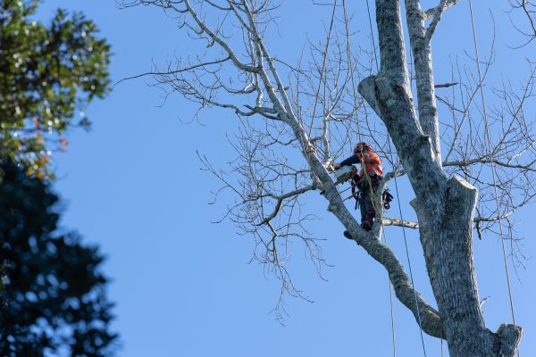 Tree Topping Service in Gilbert