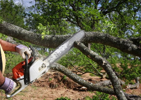 Tree Lopping Service in Gilbert