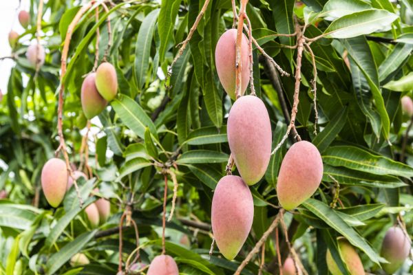 Mango Tree Trimming in Gilbert