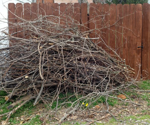 Dead Branch Removal in Gilbert