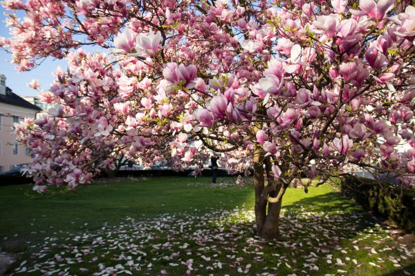 Ornamental Tree Pruning in Gilbert