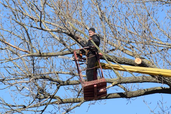 Emergency Tree Trimming in Gilbert