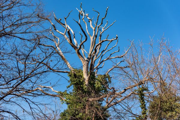 Deadwood Removal in Gilbert
