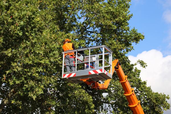 Commercial Tree Service in Gilbert