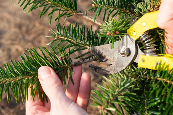 Pine Tree Pruning in Gilbert
