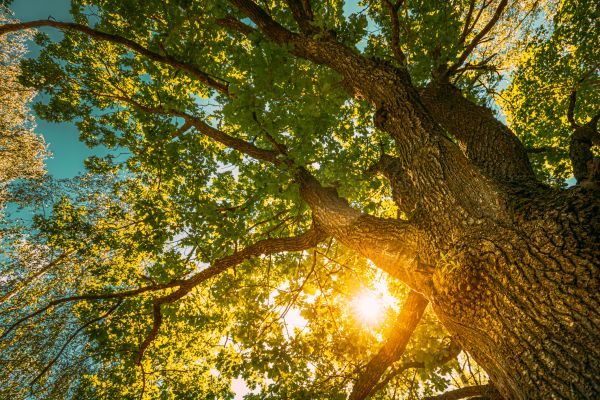 Cost of Oak Tree Pruning in Gilbert