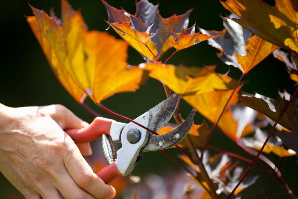 Cost of Maple Tree Pruning in Gilbert