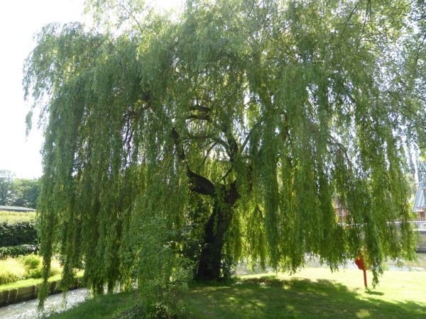 Willow Tree Trimming in Gilbert