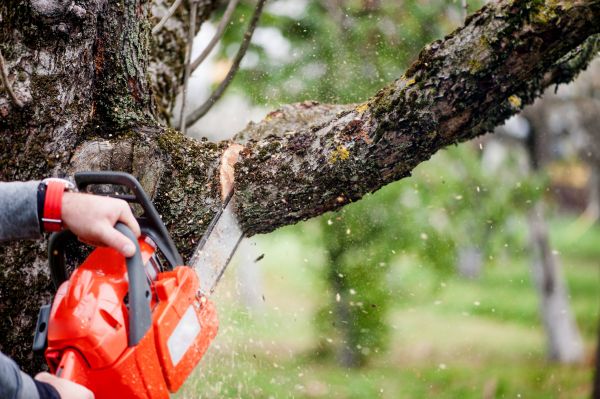 Cost of Tree Limbs Removal in Gilbert