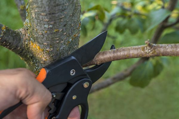 Tree Limb Cutting in Gilbert