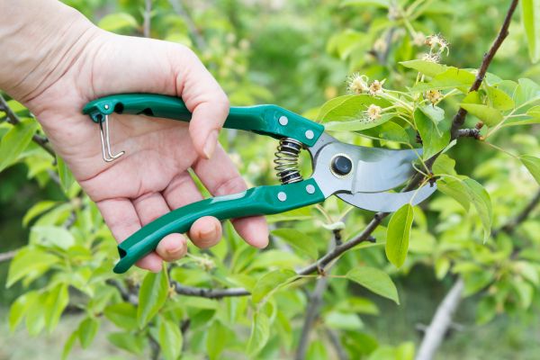 Cost of Pear Tree Pruning in Gilbert