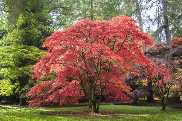 Japanese Maple Pruning in Gilbert