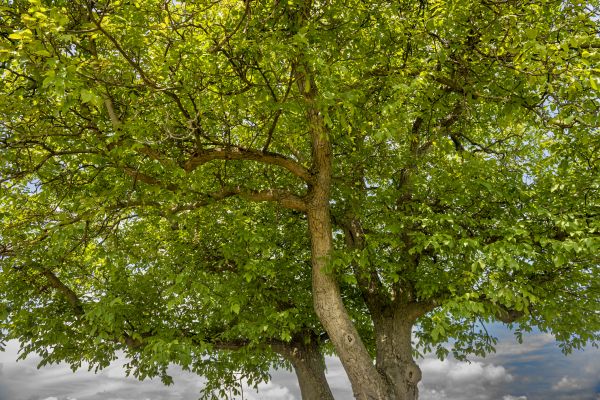 Walnut Tree Trimming in Gilbert