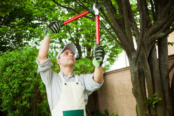 Tree Limb Pruning in Gilbert