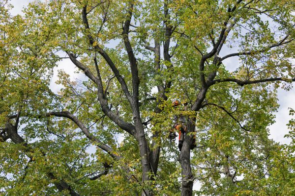 Tree Crown Shaping in Gilbert
