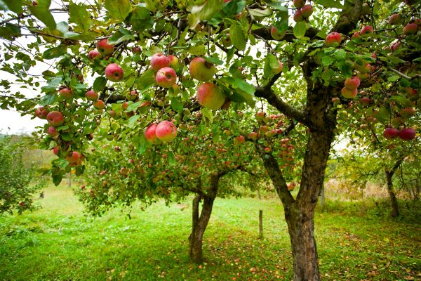 Apple Tree Pruning in Gilbert