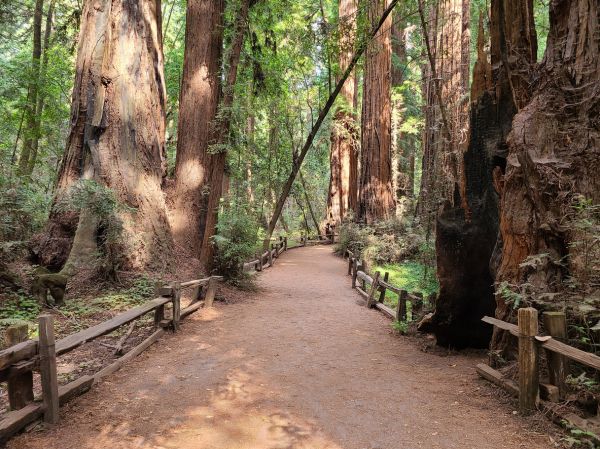 Redwood Tree Pruning in Gilbert