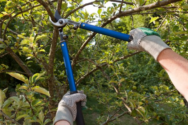 Residential Tree Pruning in Gilbert