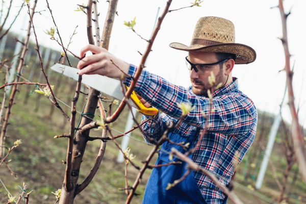 Orchard Tree Pruning in Gilbert