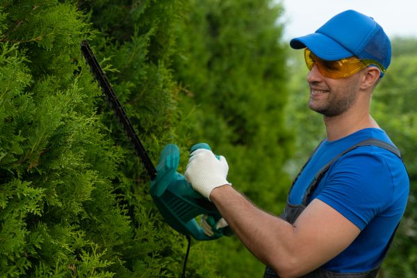 Tree Shaping Service in Gilbert