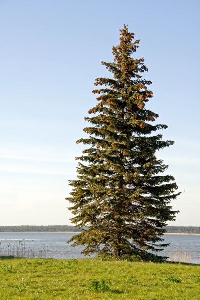 Spruce Tree Pruning in Gilbert