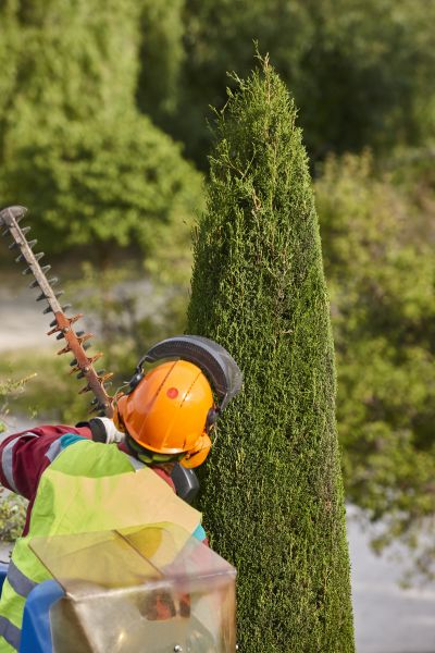 Cypress Tree Trimming in Gilbert