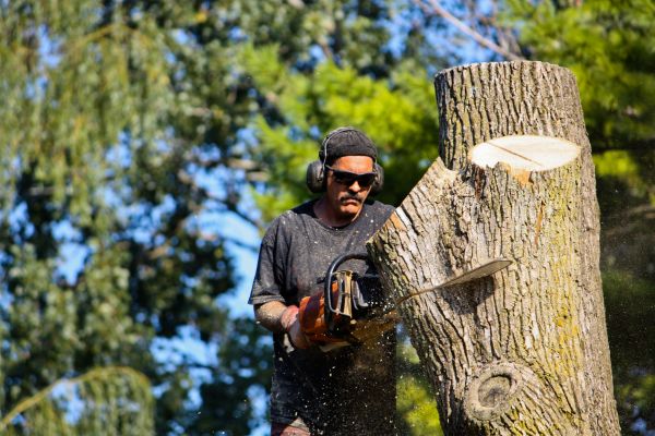 Ash Tree Pruning in Gilbert