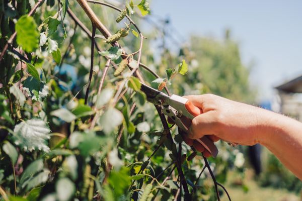 Birch Tree Pruning in Gilbert
