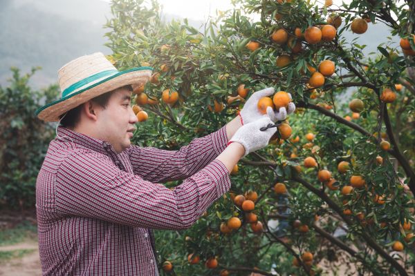 Cost of Orange Tree Pruning in Gilbert