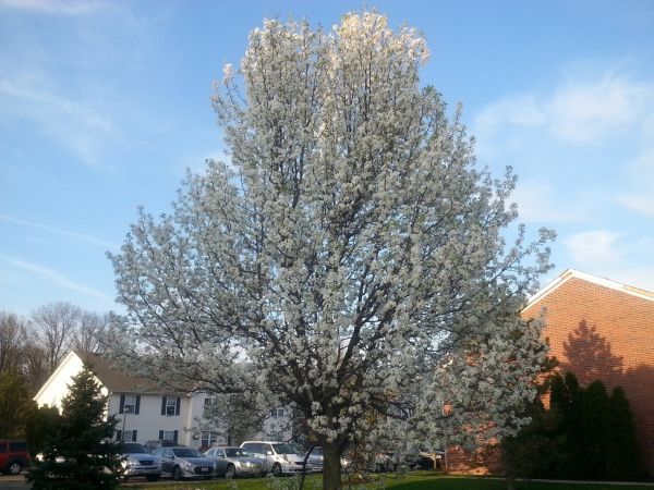 Cost of Bradford Pear Tree Pruning in Gilbert