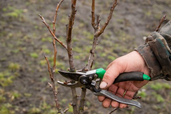Cost of Pear Trees Pruning in Gilbert
