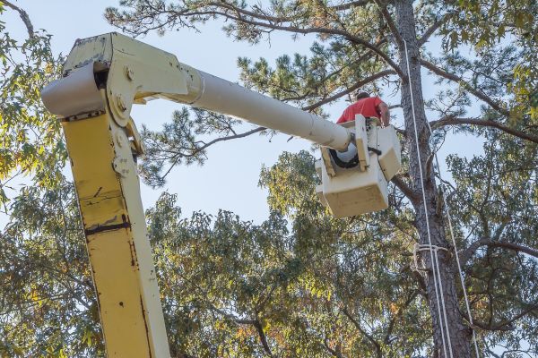 Limbs Trimming in Gilbert