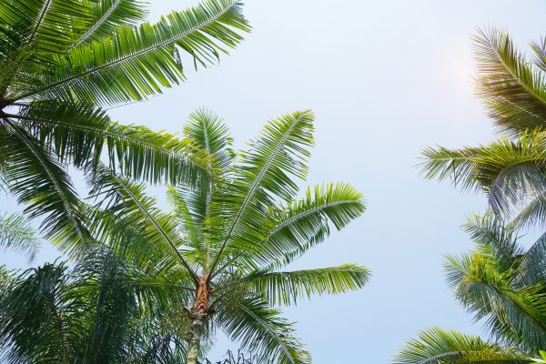 Queen Palm Tree Trimming in Gilbert