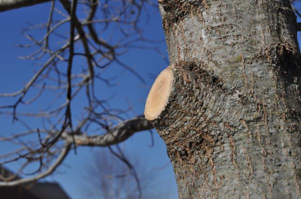 Limb Pruning in Gilbert