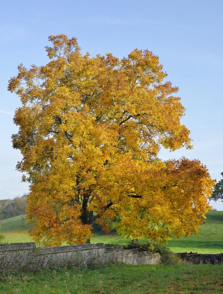 Hickory Tree Trimming in Gilbert