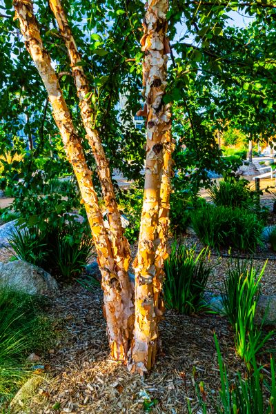River Birch Trimming in Gilbert