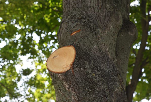 Limb Cutting in Gilbert