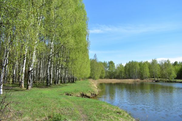 River Birch Pruning in Gilbert