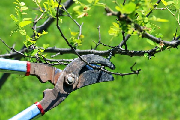 Branches Pruning in Gilbert