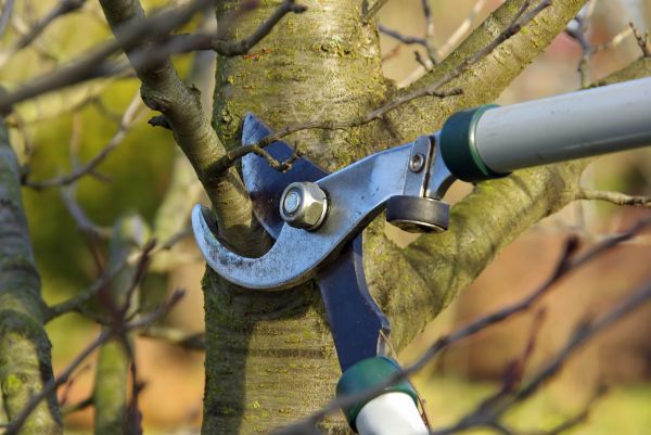 Tree Limb Trimming Service in Gilbert